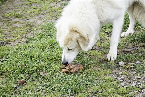 Coprophagia .